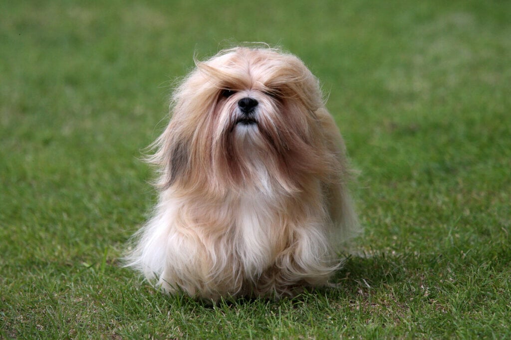 Cachorro da raça lhasa apso correndo na grama