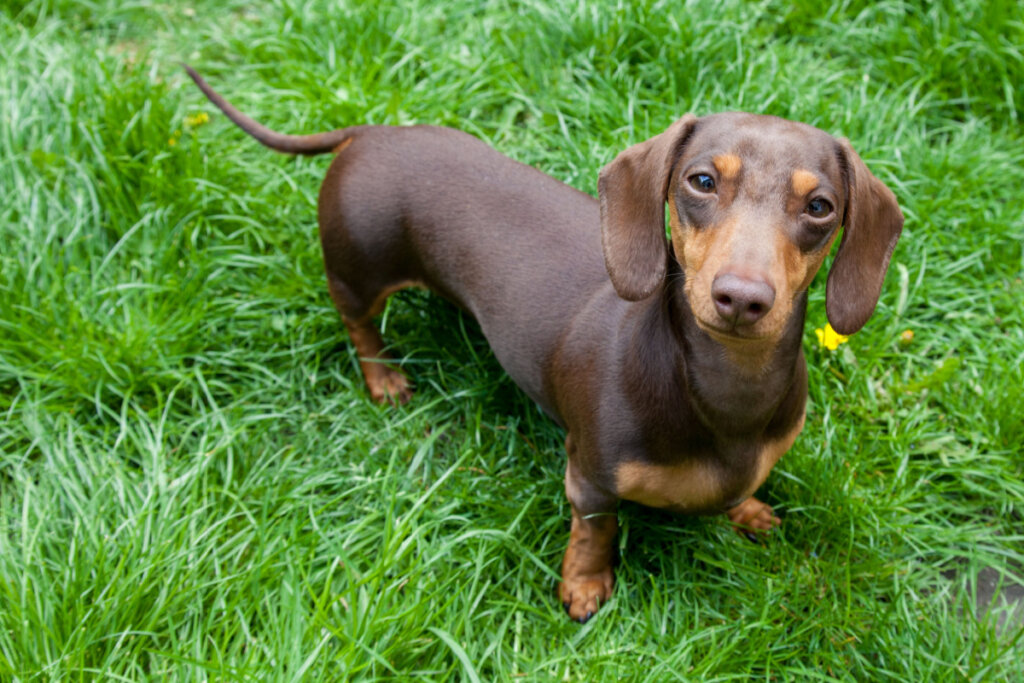 Cachorro salsicha marrom na grama