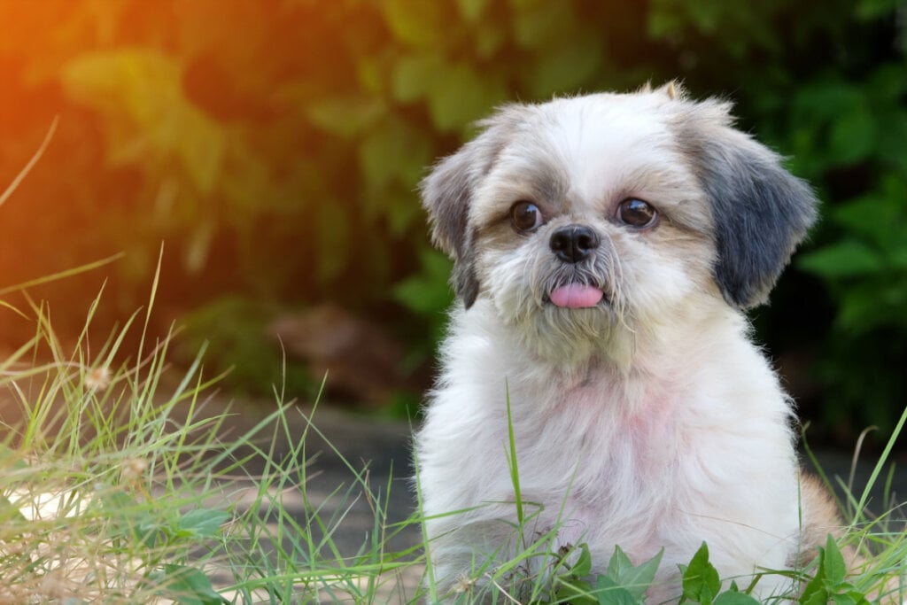 Shih Tzu branco e cinza sentado na grama