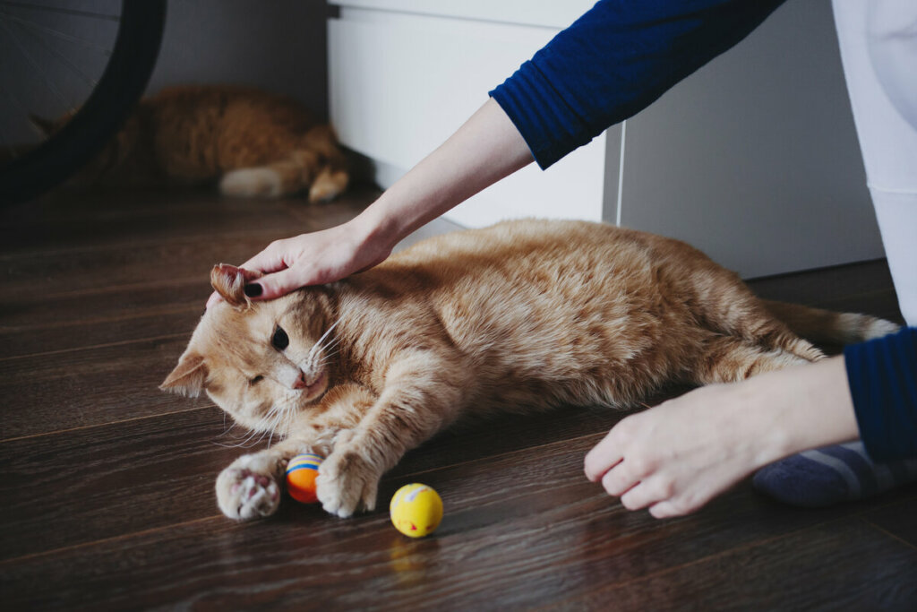Gato deitado brincando com duas bolas recebendo carinho