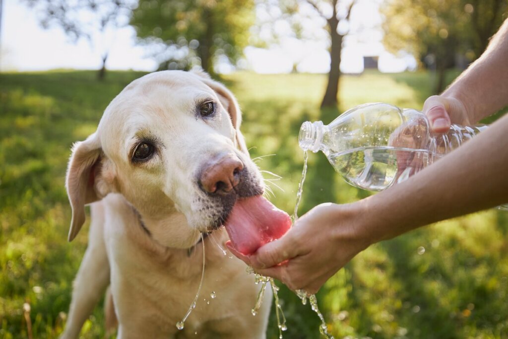Cachorro tomando água 