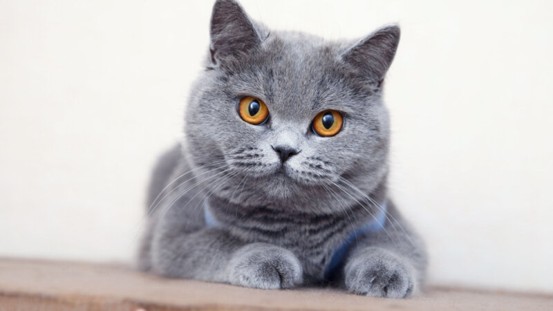 4 características do gato british shorthair 