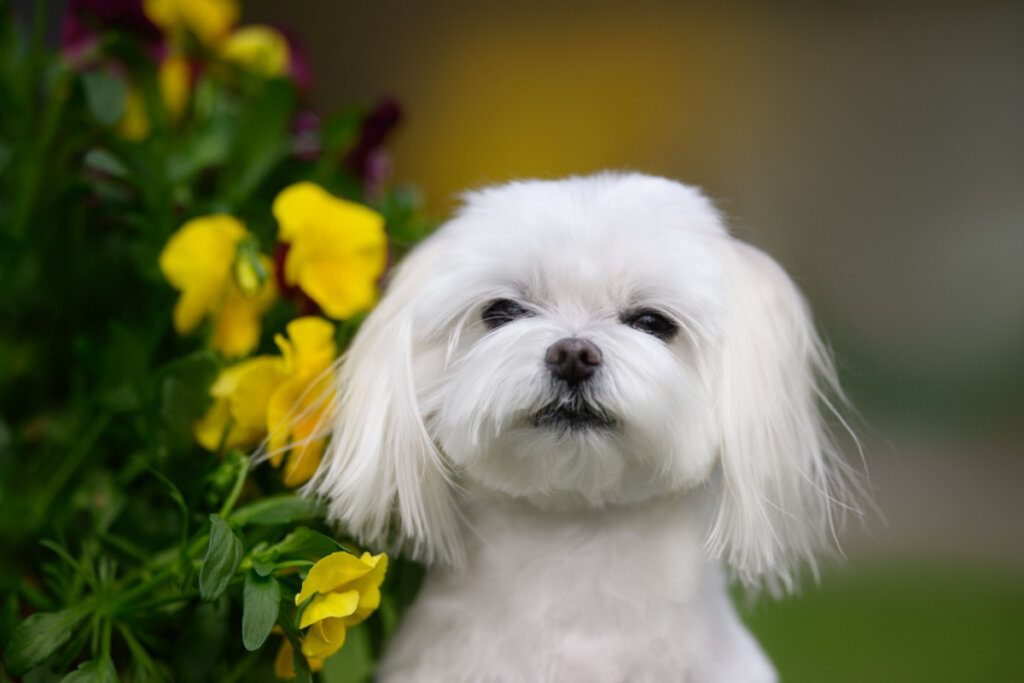 Cachorro maltês