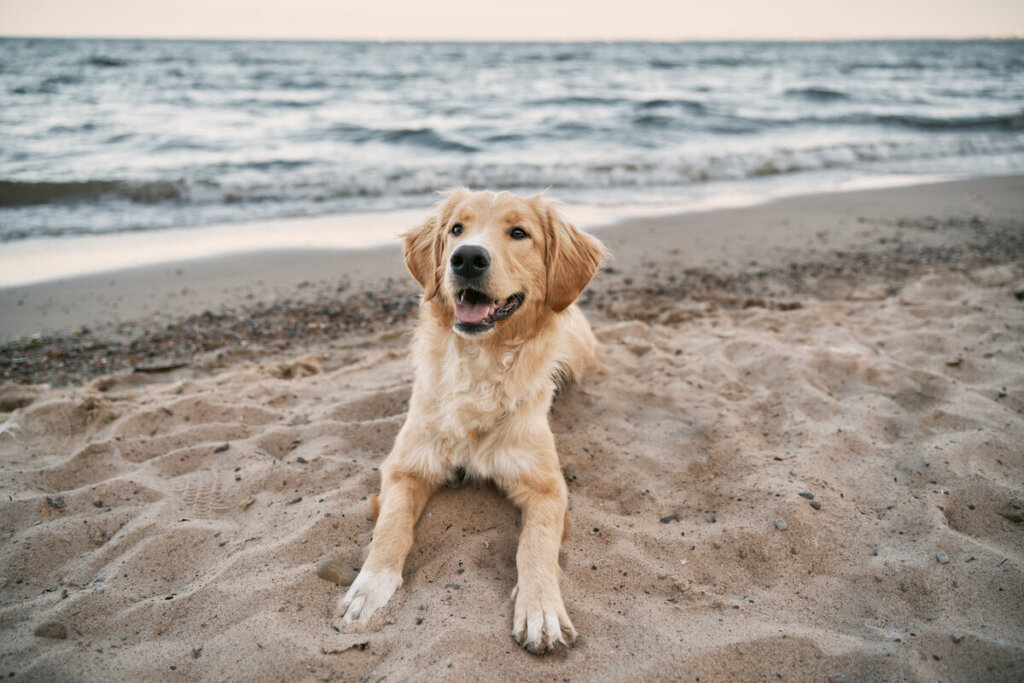 Cachorro da raça golden sentado na areia da praia