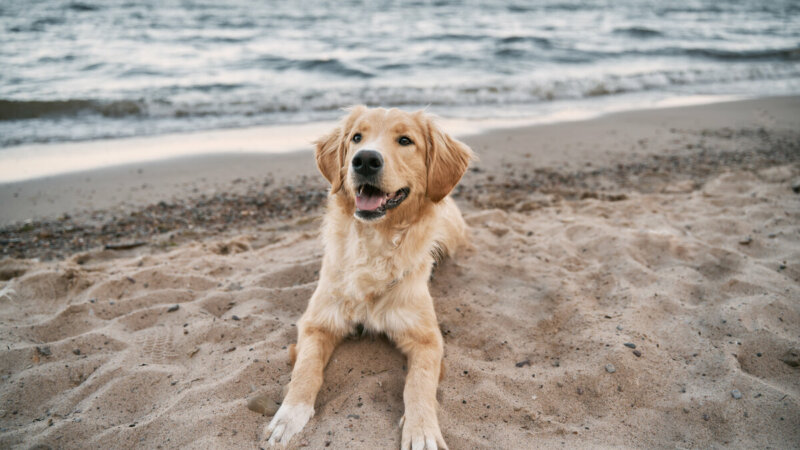12 cuidados importantes com o cachorro na praia