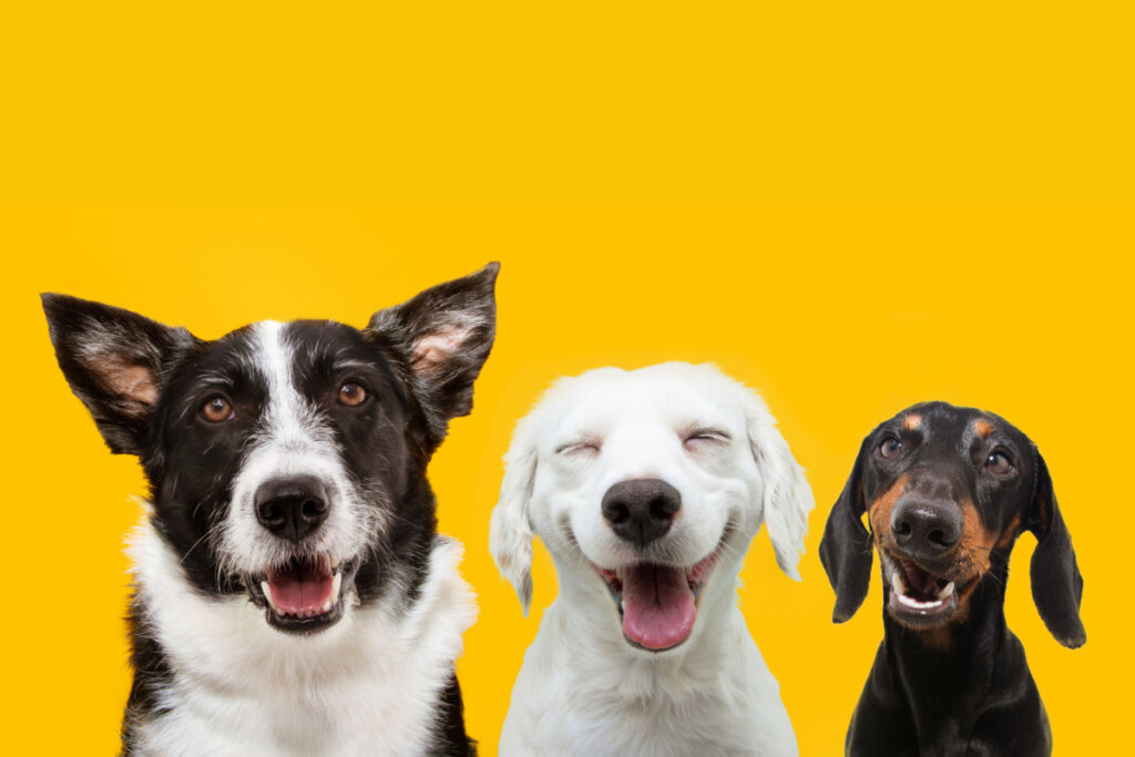 Três cachorrinhos felizes sorrindo no fundo amarelo isolado