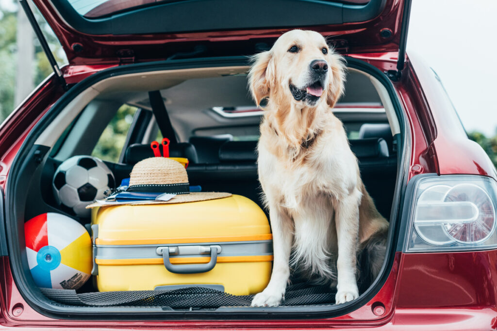 Golden retriever  sentado no porta-malas do carro com bagagem para viagem