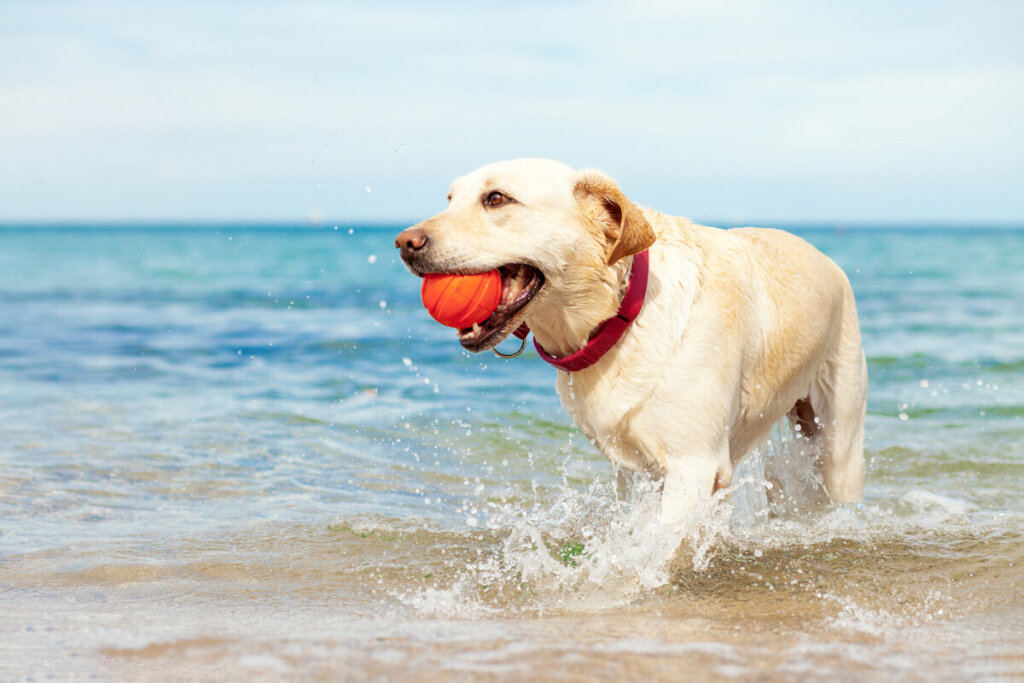 Cachorro segurando uma bola na boca e andando na beira do mar 