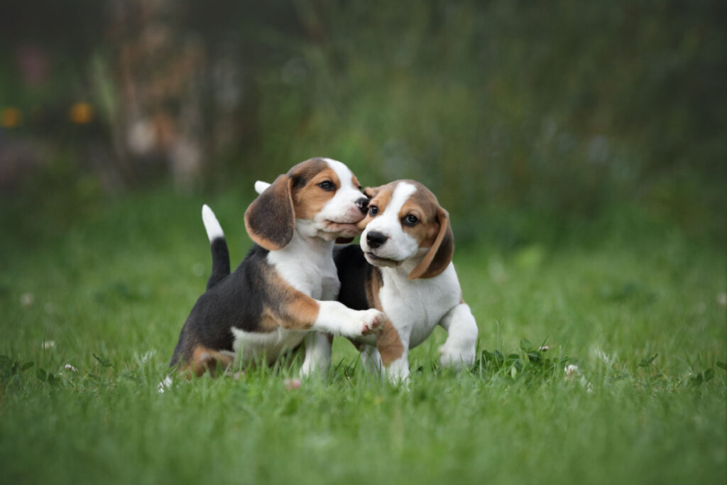 Dois cachorrinhos beagle brincando na natureza