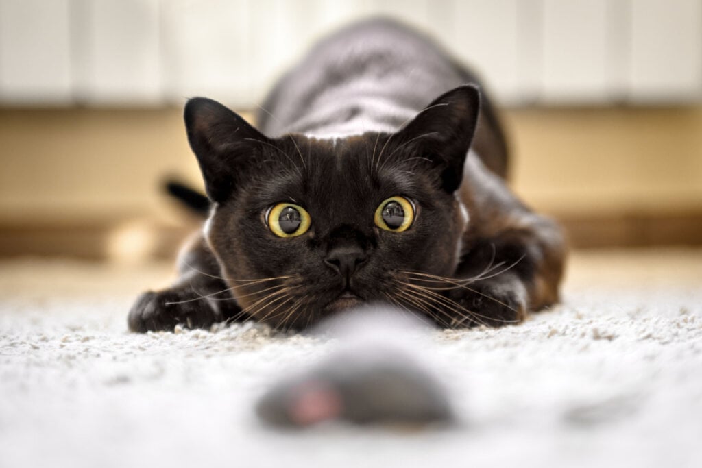 Gato preto abaixado caçando o rato em casa