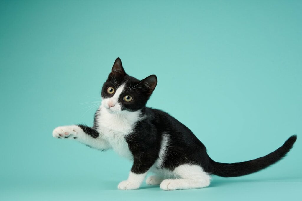 Gato preto e branco sentado em um fundo verde