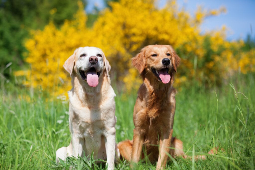 Labrador branco e um Golden caramelo ao arlivre