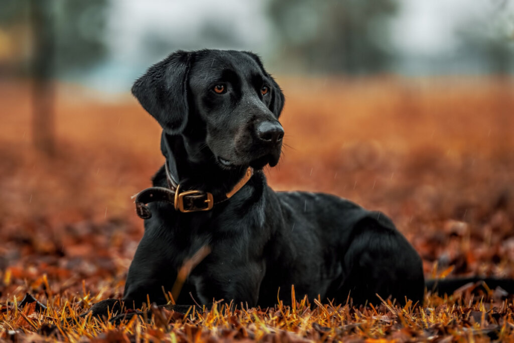 Labrador retriever preto deitado nas folhas secas de outono