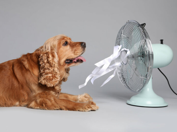 3 dicas para proteger o seu pet nos dias de calor
