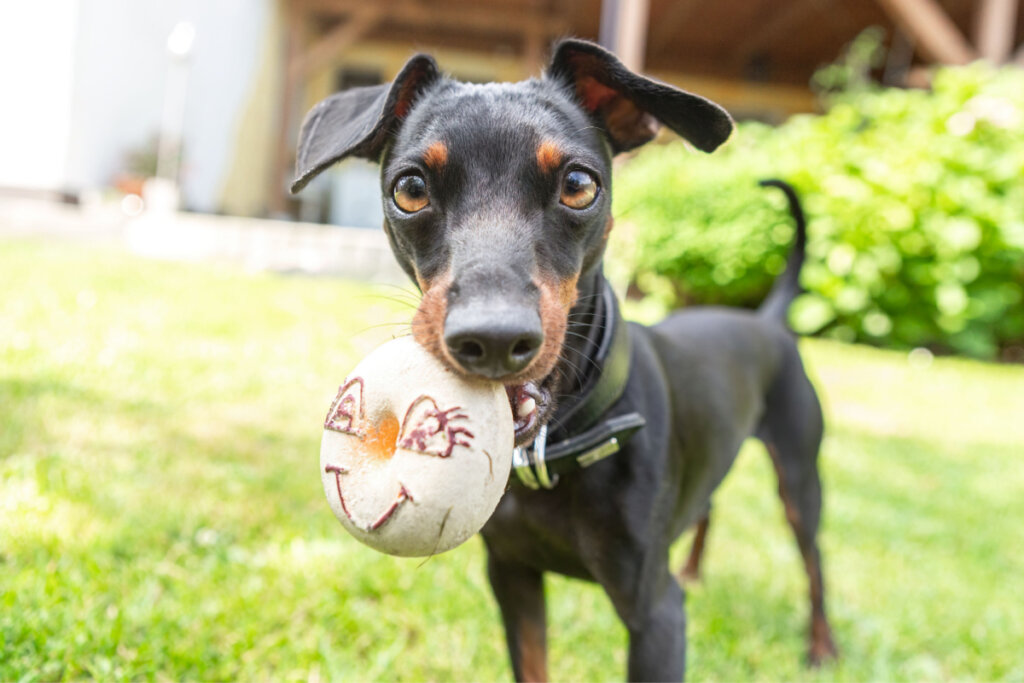 Pinscher miniatura olhando curiosamente para a câmera e segurando uma bola com rostinho sorridente na boca