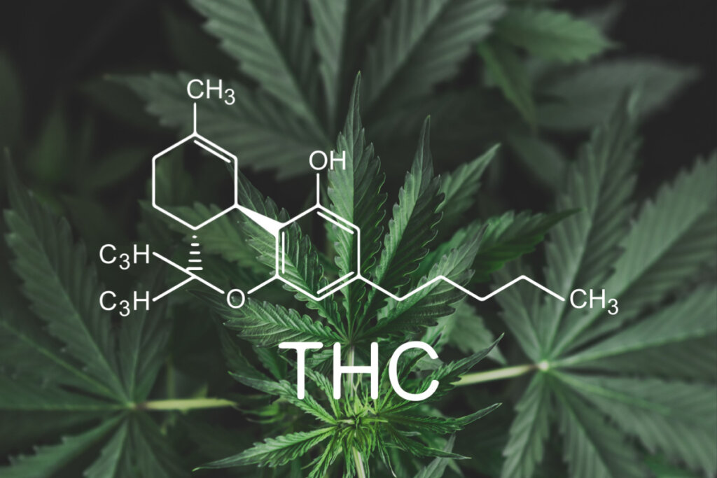 Imagem da fórmula química do THC com planta ao fundo