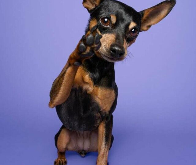 6 tipos de cachorro da raça pinscher