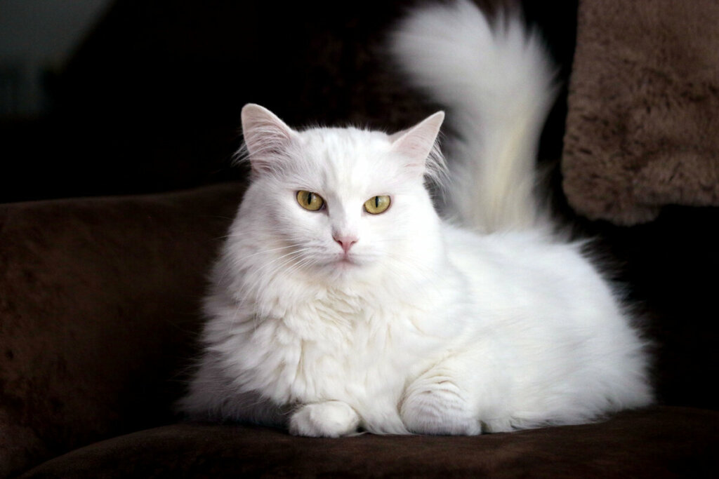 Gato angorá branco com olho amarelo