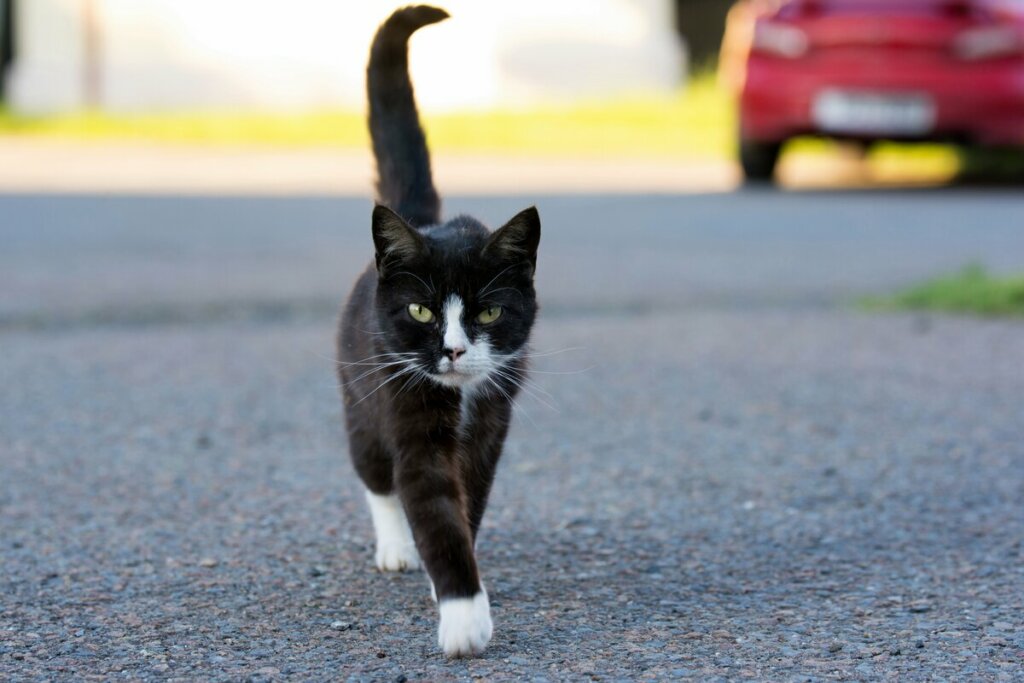 Gato branco e preto andando na rua
