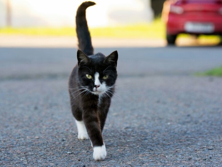 10 dicas para passear com o gato na rua