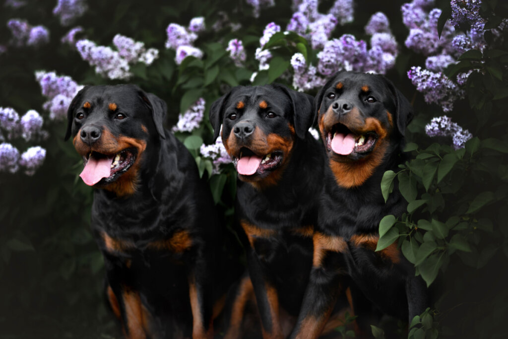 Três rottweilers na frente de flores