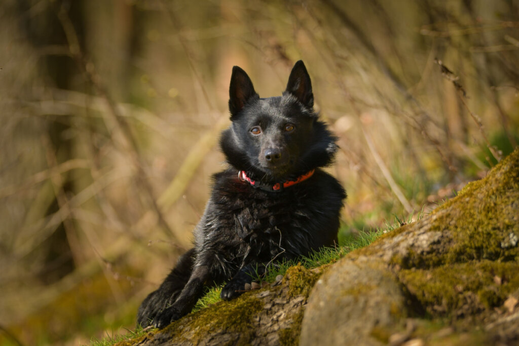 Uma cadela de schipperke está sentada na grama