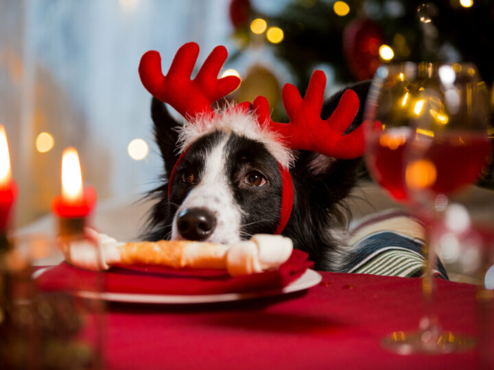 10 comidas de Natal e Ano-Novo tóxicas para cachorros