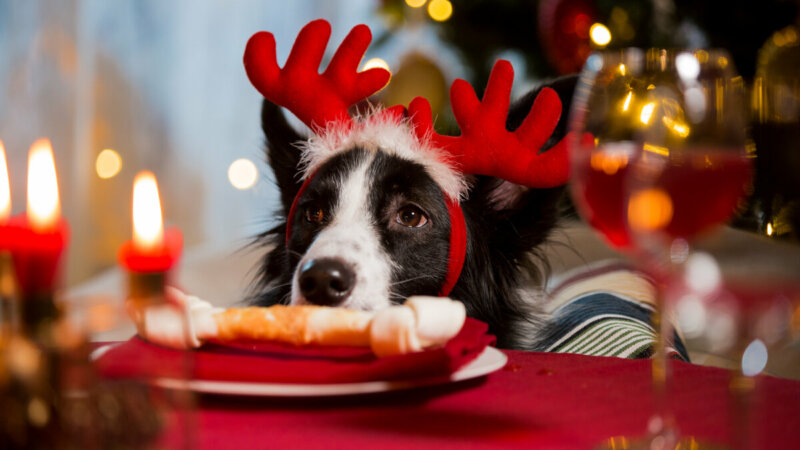 11 comidas de Natal e Ano-Novo tóxicas para cachorros