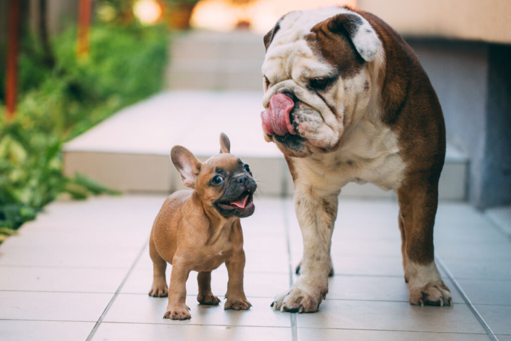 Buldogue inglês brincando com buldogue francês