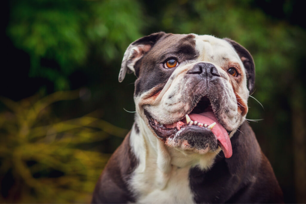 Bulldog com a língua para fora