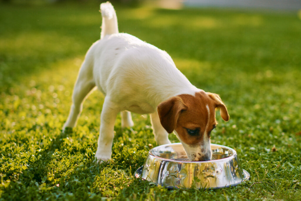 Cachorro bebendo água em um parque 