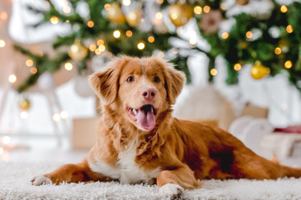 Cachorro deitado no chão em casa com luzes de decoração festiva de Ano Novo no fundo