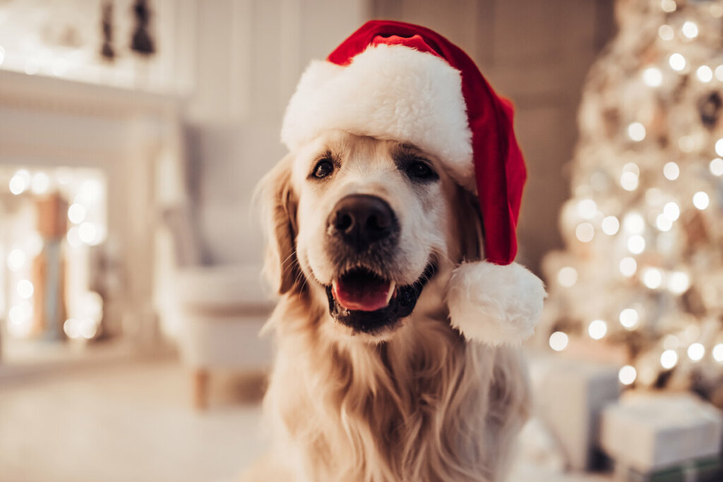 Cachorro da raça Golden com um gorro de natal