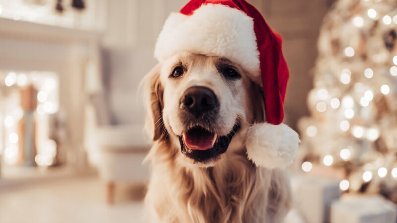 5 dicas para tornar o fim de ano mais agradável para os cachorros