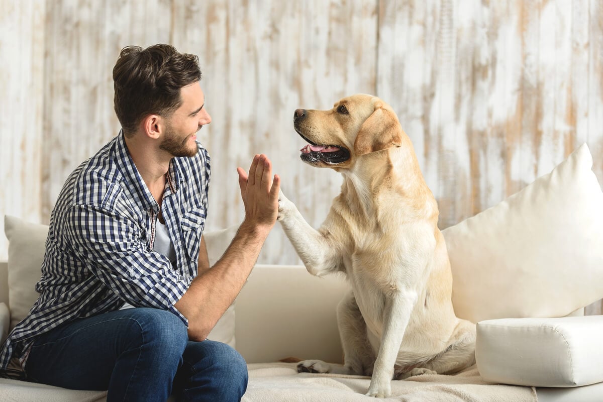 Veja como interpretar a linguagem corporal dos cachorros
