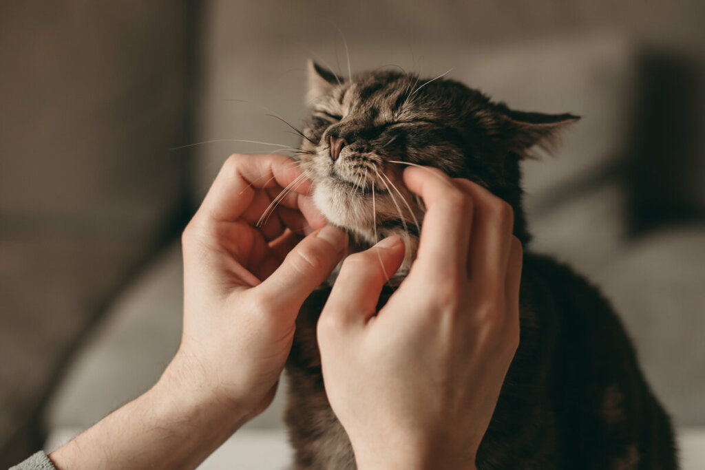 Duas mãos fazendo carinho em um gato 