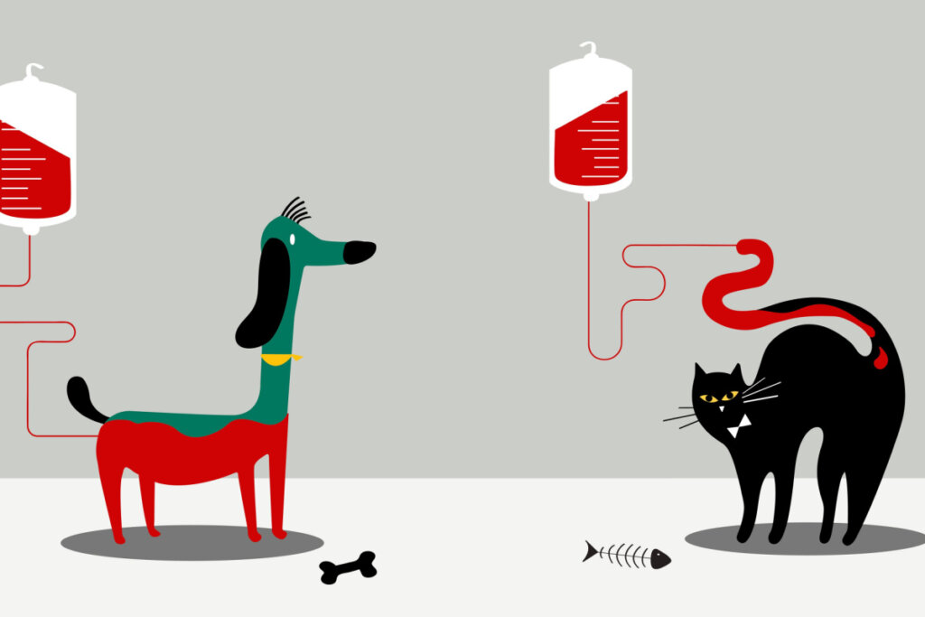 Ilustração de cachorro e gato recebendo transfusão de sangue