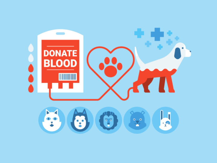 5 dúvidas sobre a doação de sangue para cães e gatos