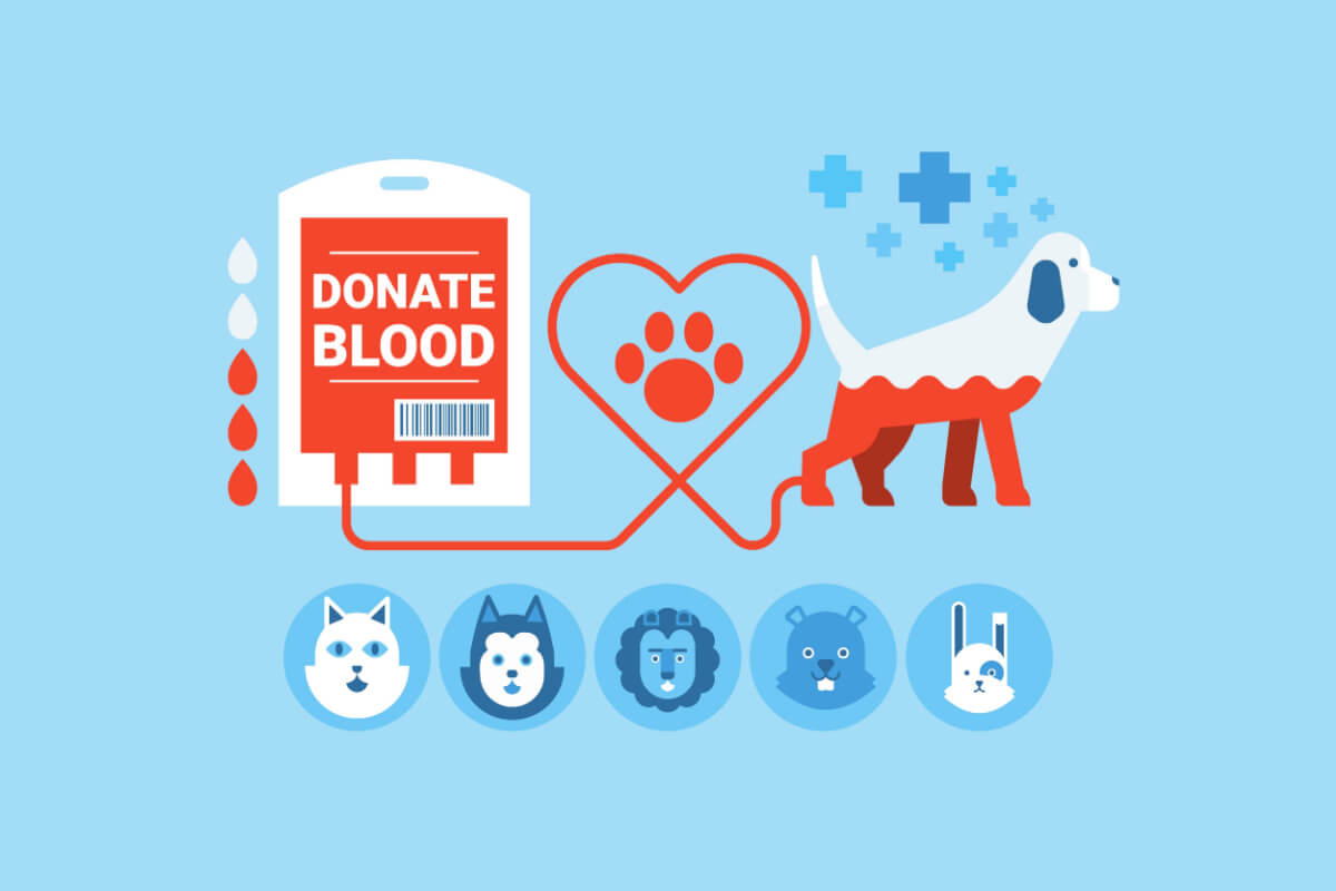 5 dúvidas sobre a doação de sangue para cães e gatos