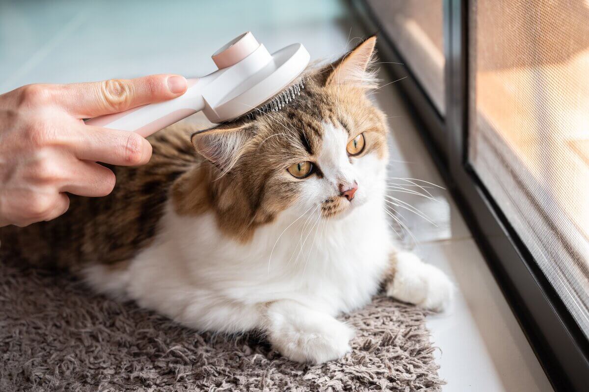 8 dicas para facilitar a escovação do seu gato