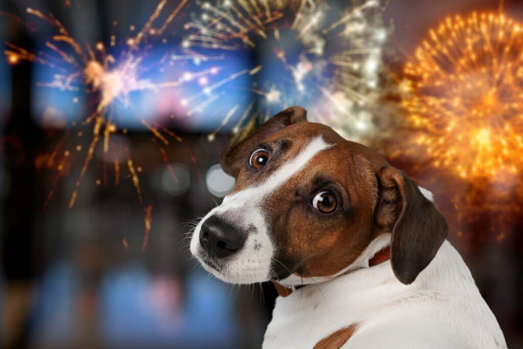 Cachorro em frente a fogos de artifício