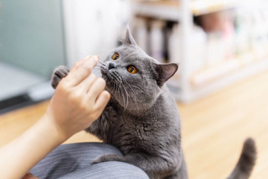 Gato cinza cheirando a mão do tutor