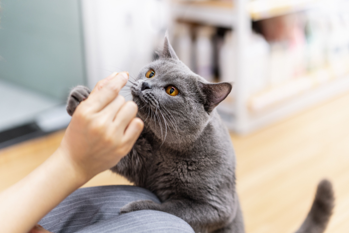 O olfato dos gatos é um dos sentidos mais desenvolvidos e essenciais para sua sobrevivência e interação com o ambiente.