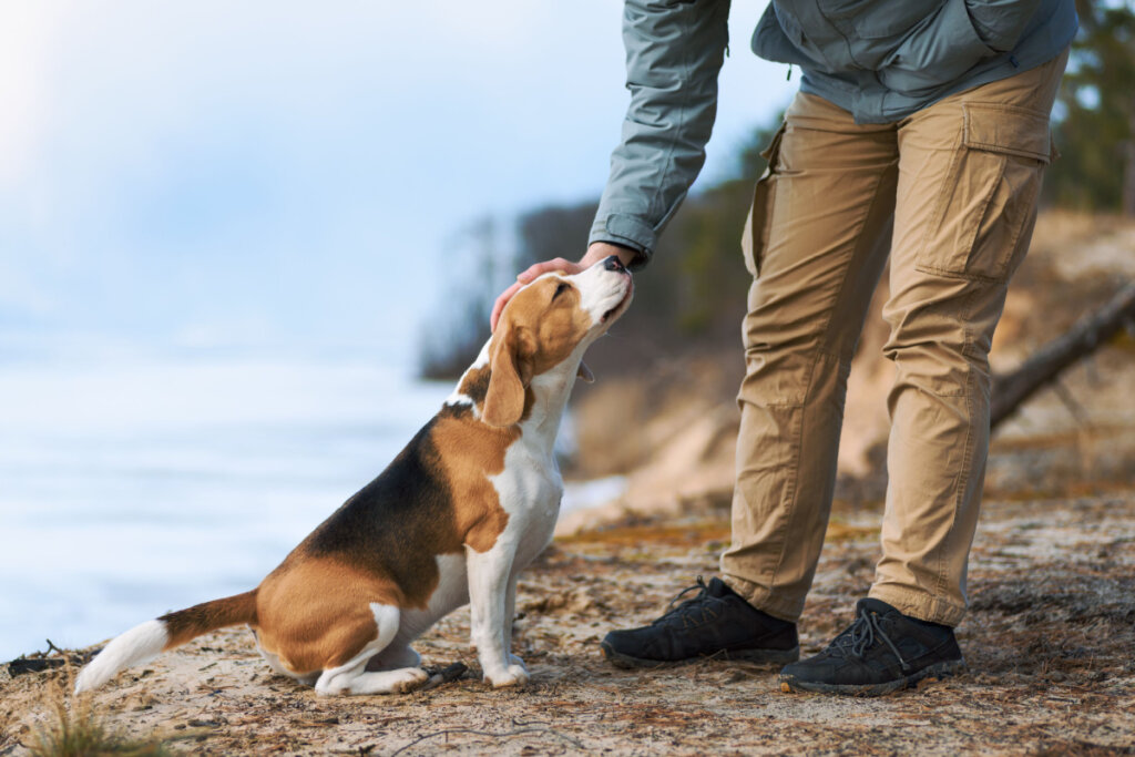 Pessoa fazendo carinho em cachorro beagle