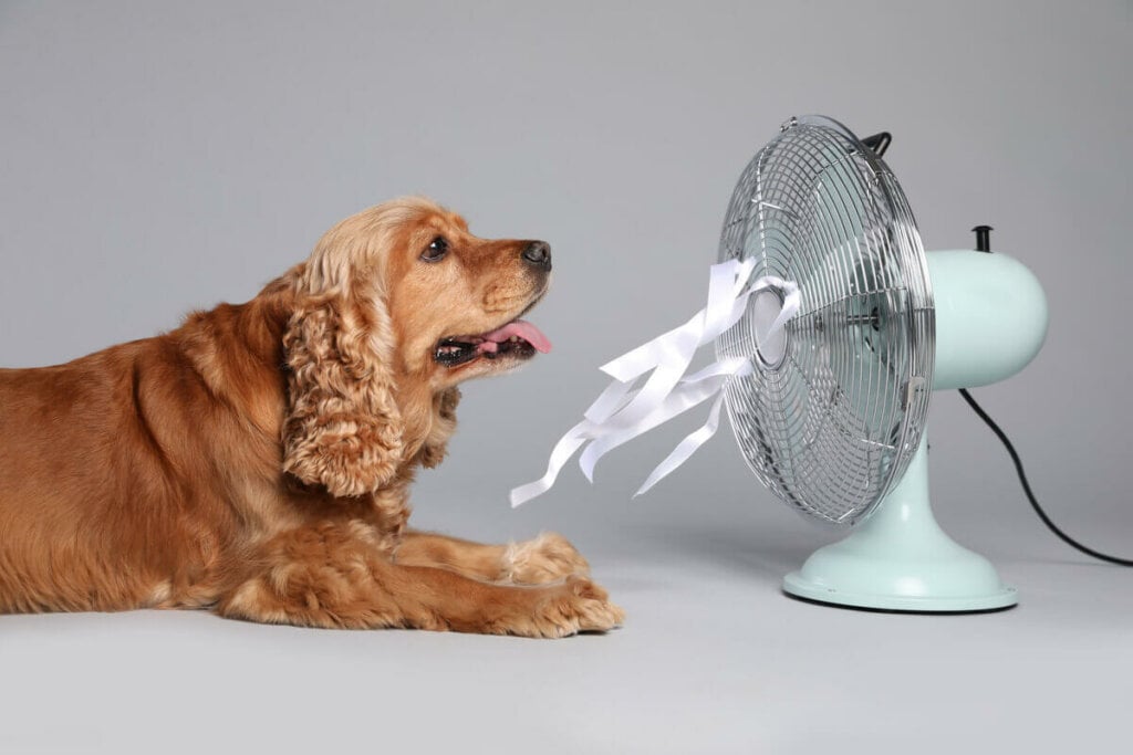 Cachorro na frente de um ventilador