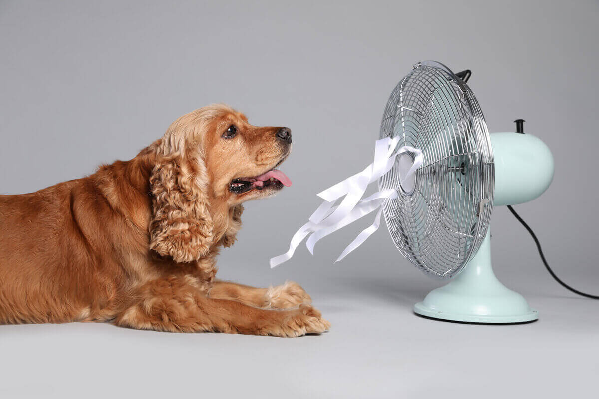 10 sinais de que o cachorro está com calor