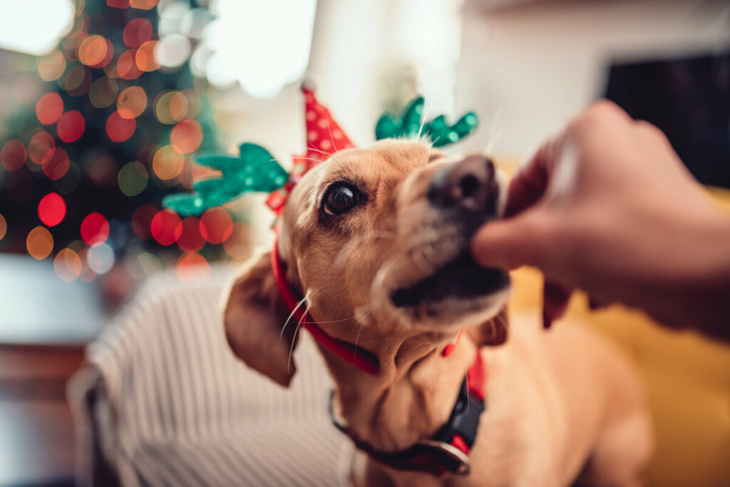 Cachorro com enfeite de Natal na cabeça comendo algo na mão de uma pessoa 