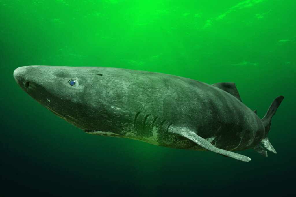 Tubarão-da-groenlândia