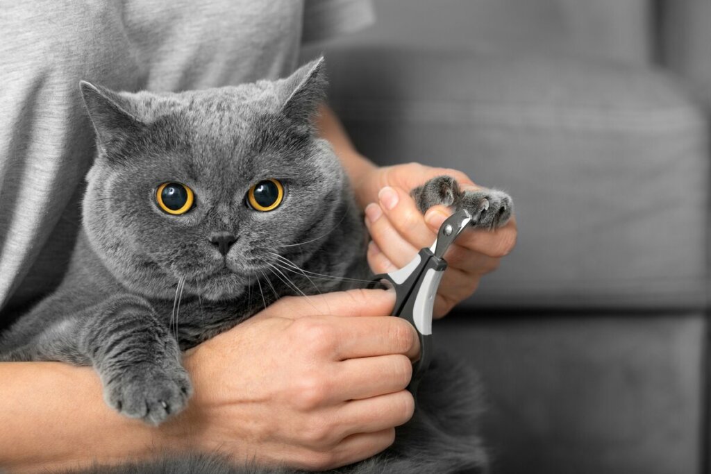 Mãos masculinas cortando a unha de um gato 