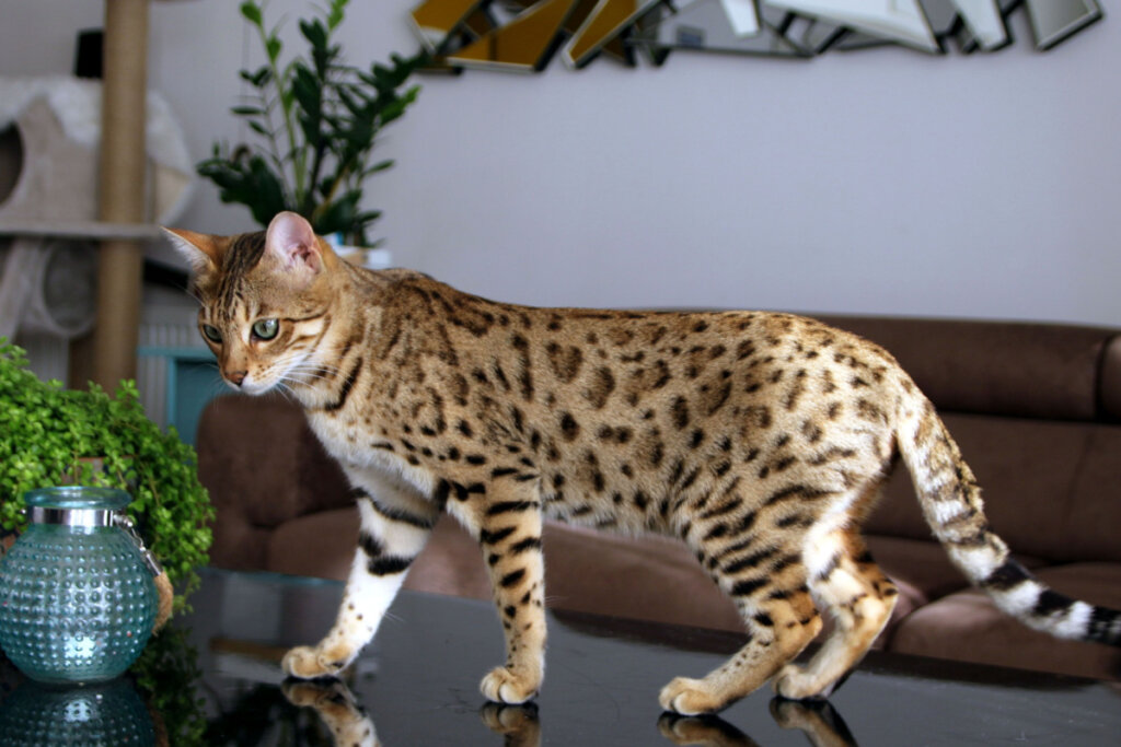 Gato bengal amarelo com manchas escuras em cima de mesa em sala